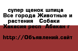 супер щенок шпица - Все города Животные и растения » Собаки   . Хакасия респ.,Абакан г.